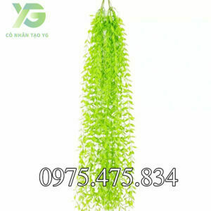 Cúc Tầng CT001