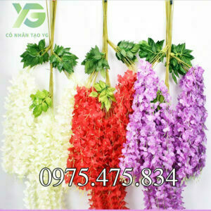 Hoa Tử Đằng TD001