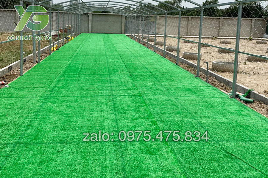 Cỏ nhân tạo giá rẻ trải lối đi